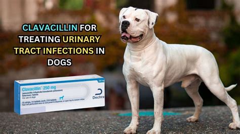 Clavacillin for Dogs: A Comprehensive Guide