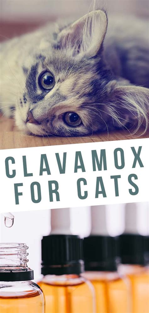 Clavamox for Cats: A Comprehensive Guide