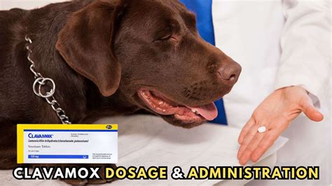 Clavamox for Dogs: A Complete Guide to Uses, Dosage, and Side Effects