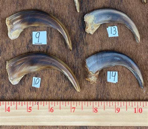 Claw, Antler, and Hide: Natural Resources with Limitless Applications