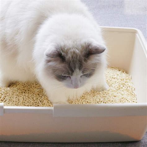 Clay Cat Litter: A Comprehensive Guide to Benefits, Types, and Usage