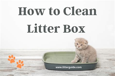 Clean a Litter Box in 8 Simple Steps