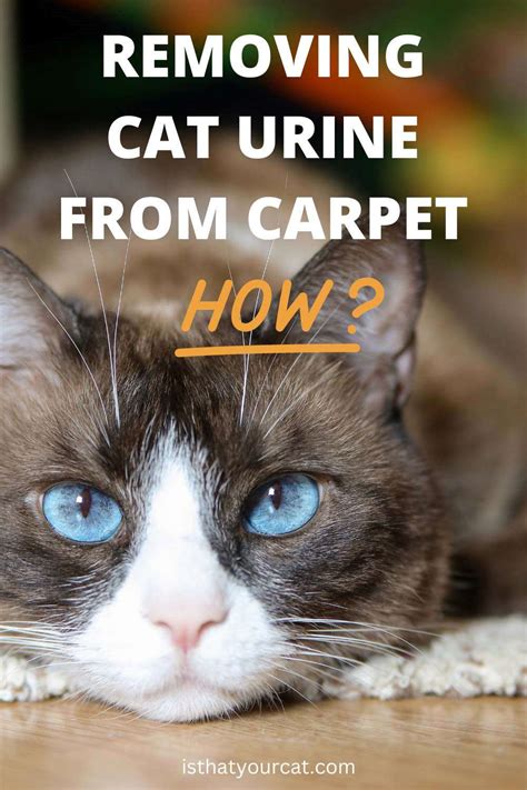 Cleaner For Cat Urine: Ultimate Guide To Removing Unpleasant Odor And Stains