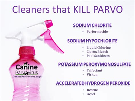 Cleaners That Kill Parvo: Safeguard Your Home from Deadly Virus