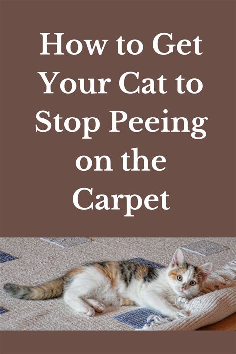 Cleaning Cat Pee from Carpet: 5 Ultimate Strategies