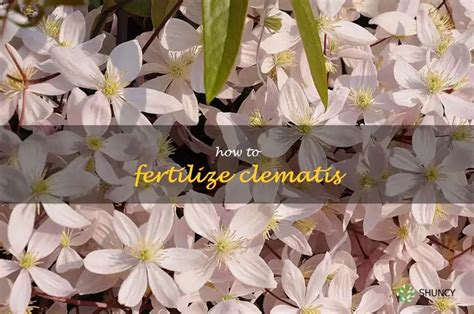 Clematis Fertilizer: The Ultimate Guide to 10 Secrets