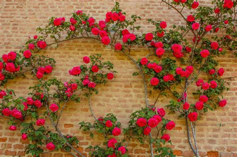 Climbing Roses: