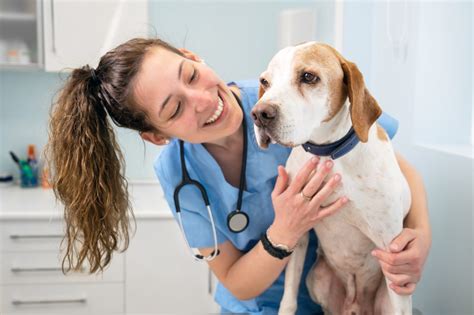 Clinica Veterinaria Cerca de Mi: Find the Best Care for Your Furry Friend