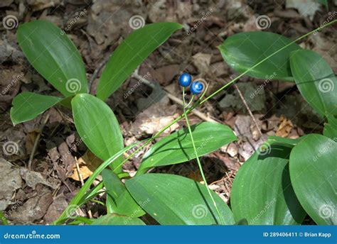 Clintonia Eagle Clinton IL: A Unique and Diverse Destination