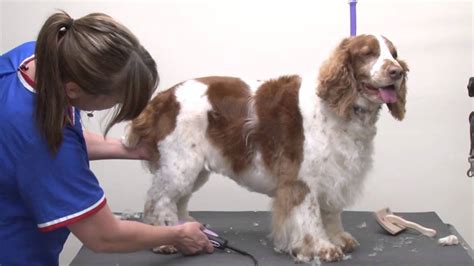 Clipping and Grooming your Spaniel and Setter. Step by Step Ebook Kindle Editon