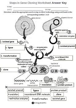 Cloning The Basics Answers Sheet Epub