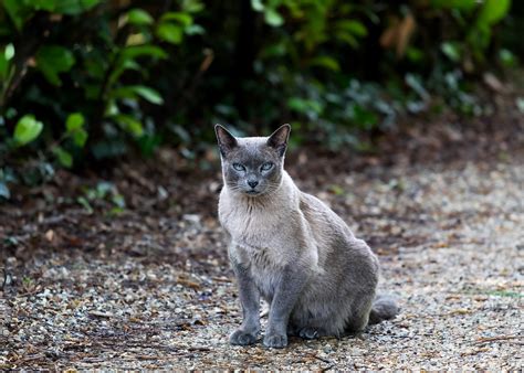 Cloudpussphoto: Capturing the Essence of Feline Majesty