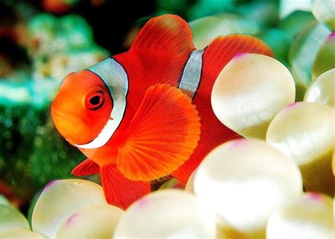 Clownfish in Kolkata: A Detailed Price Guide