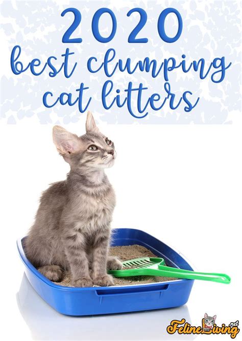 Clumping Cat Litter: A Buyer's Guide for 2025