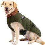 Coats for Big Dogs: The Ultimate Guide