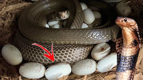 Cobra Eggs: 17 Secrets to Unleashing Their Unprecedented Potential