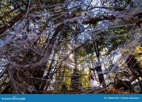 Cobweb Forest PDF