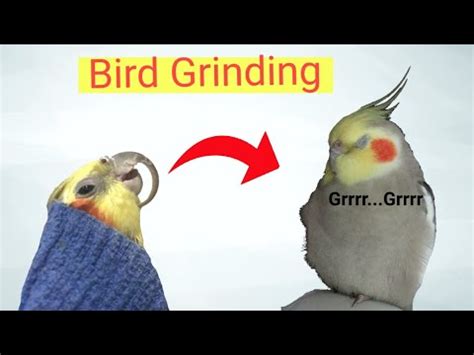 Cockatiel Beak Grinding: A Comprehensive Guide to Causes and Solutions