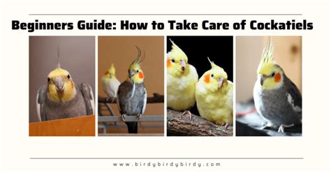 Cockatiel Bird Clothes: A Comprehensive Guide to Fashion and Function