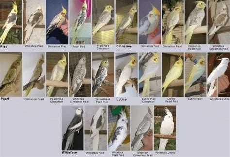 Cockatiel Color Mutation Chart