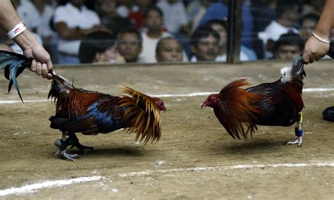 Cockfighting Betting: A Lucrative Sport