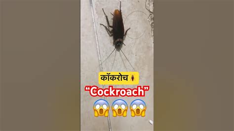 Cockroach (Animal) Reader