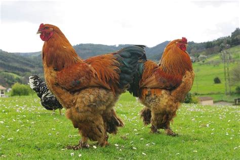 Cockzilla: The Enigmatic Giant Rooster