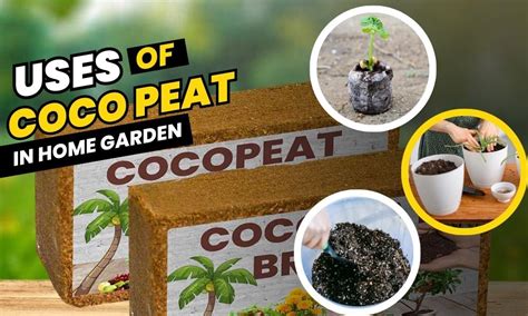 Coco Peat Price: A Comprehensive Guide to Cost-Effective Gardening