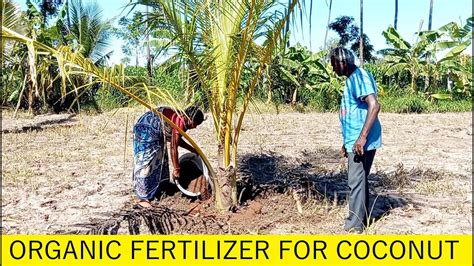 Coconut Fertilization: A Comprehensive Guide to Enhance Yield and Quality