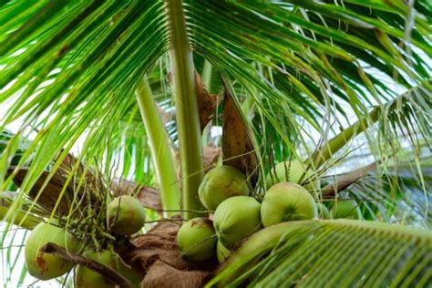 Coconut Fertilization: A Guide to Optimal Yields for 10,000+ Coconuts per Hectare