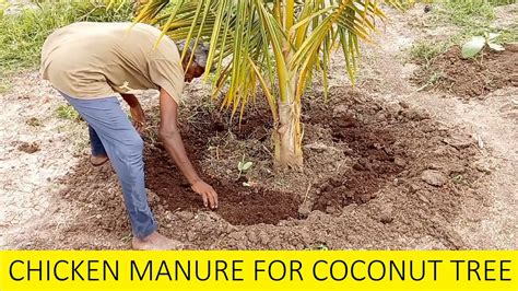 Coconut Fertilizer 101: What It Is and How It Works