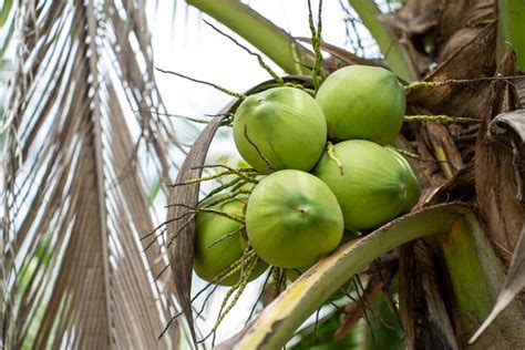 Coconut Palm Fertilizer: A Comprehensive Guide to Boosting Coconut Yield