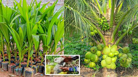 Coconut Tree Fertilizer: 100+ Ways to Boost Coconut Tree Growth & Yield