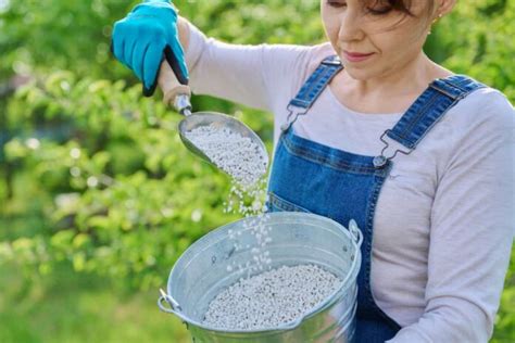 Coconut Tree Fertilizer: Your Guide to Bountiful Harvests