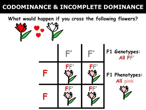 Codominance And Incomplete Dominance Answers Reader