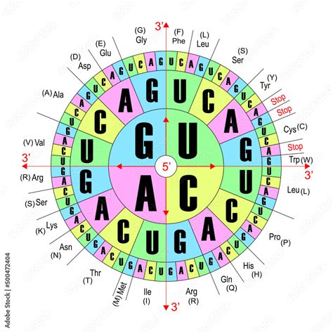 Codon Chart Circle