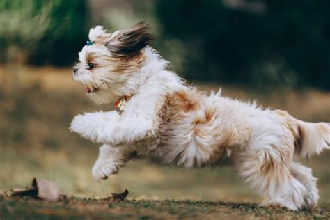 Coelhos: O Guia Completo para Cuidar do Seu Amigo Peludo