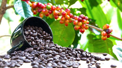 Coffee Origin and Cultivation