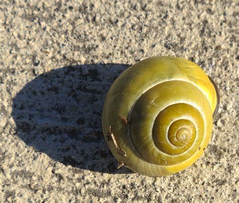 Coiled Shell: