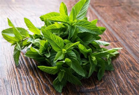 Coke Mint: An Herb for Health and Vitality