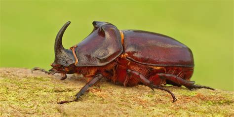 Coleoptera