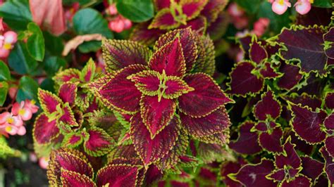 Coleus Fertilizer: 9 Essential Facts and Tips