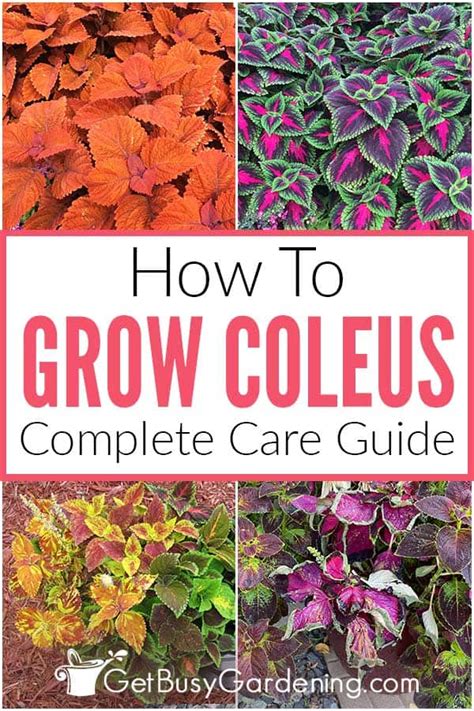 Coleus Fertilizer: A Guide to Feeding Your Colorful Foliage