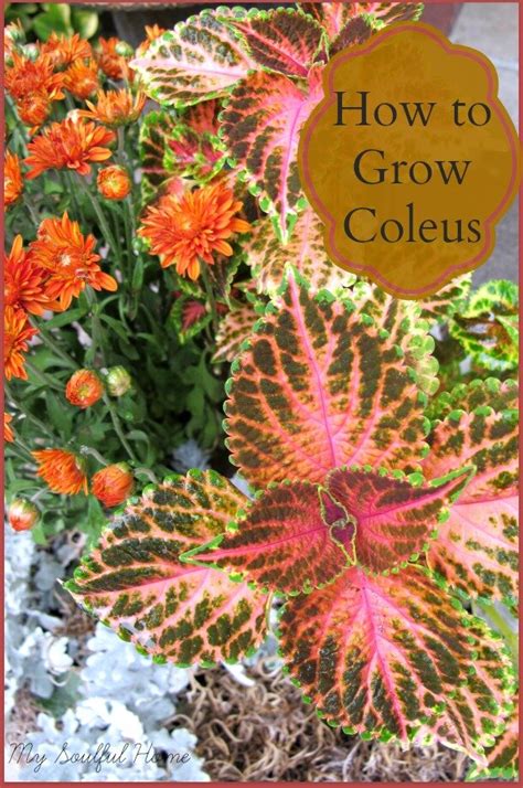 Coleus Fertilizer: The Ultimate Guide