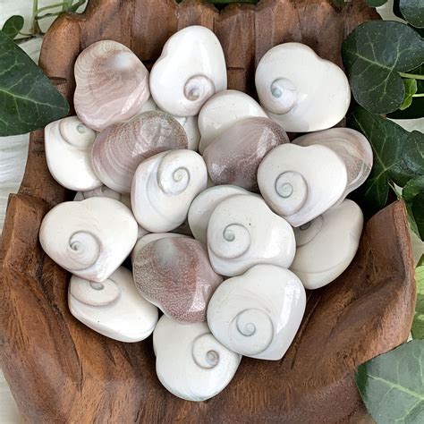 Collect and clean shiva eye shells: