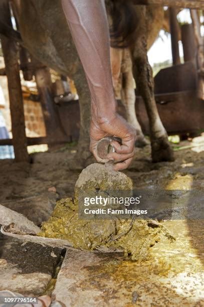 Collect and store the manure.