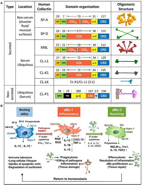 Collectins and Innate Immunity Kindle Editon