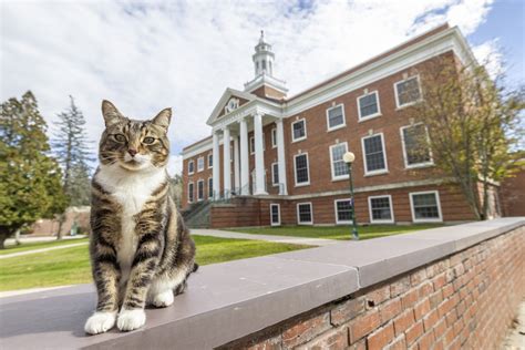 College Cats PDF