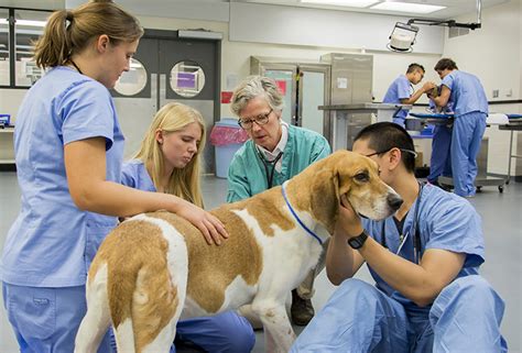 Colleges in Georgia with Good Veterinary Programs
