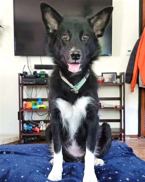 Collie Border Collie Mix: The Best of Both Worlds